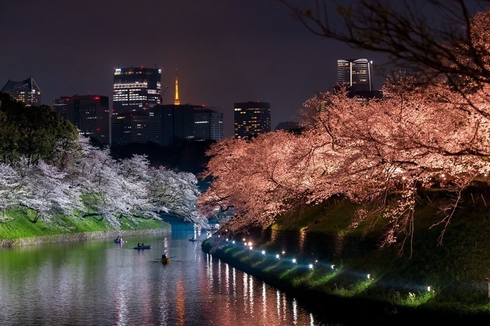 千鳥ヶ淵緑道 - 写真7