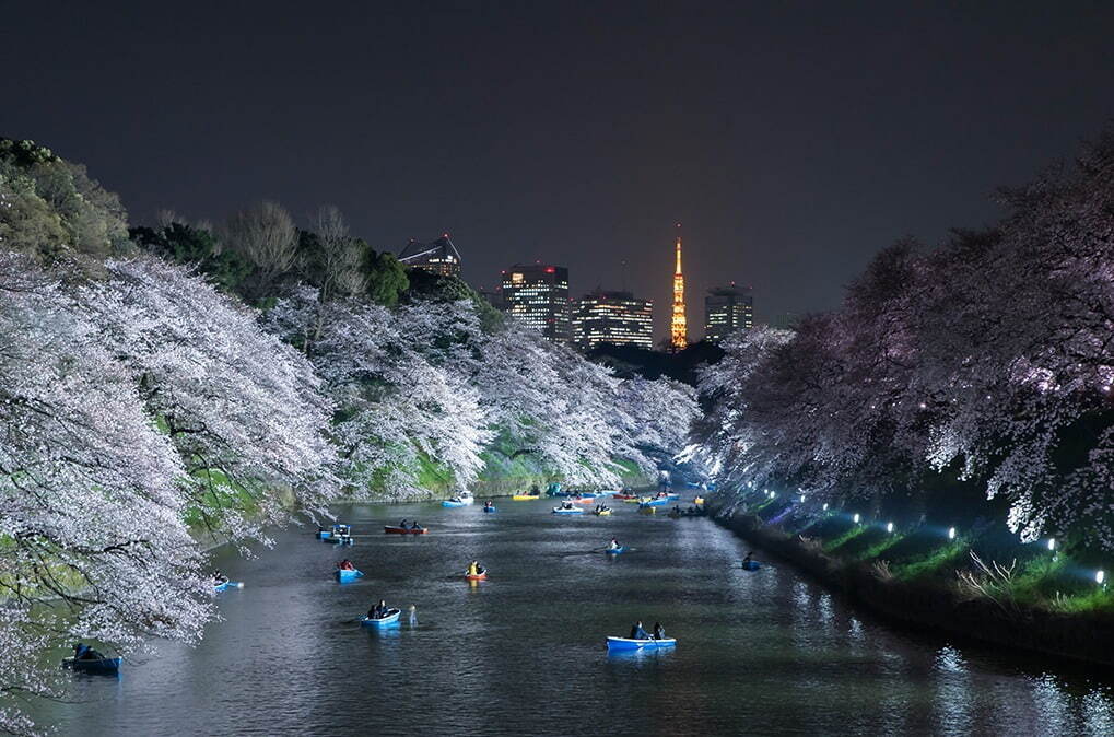 千鳥ヶ淵緑道 - 写真8