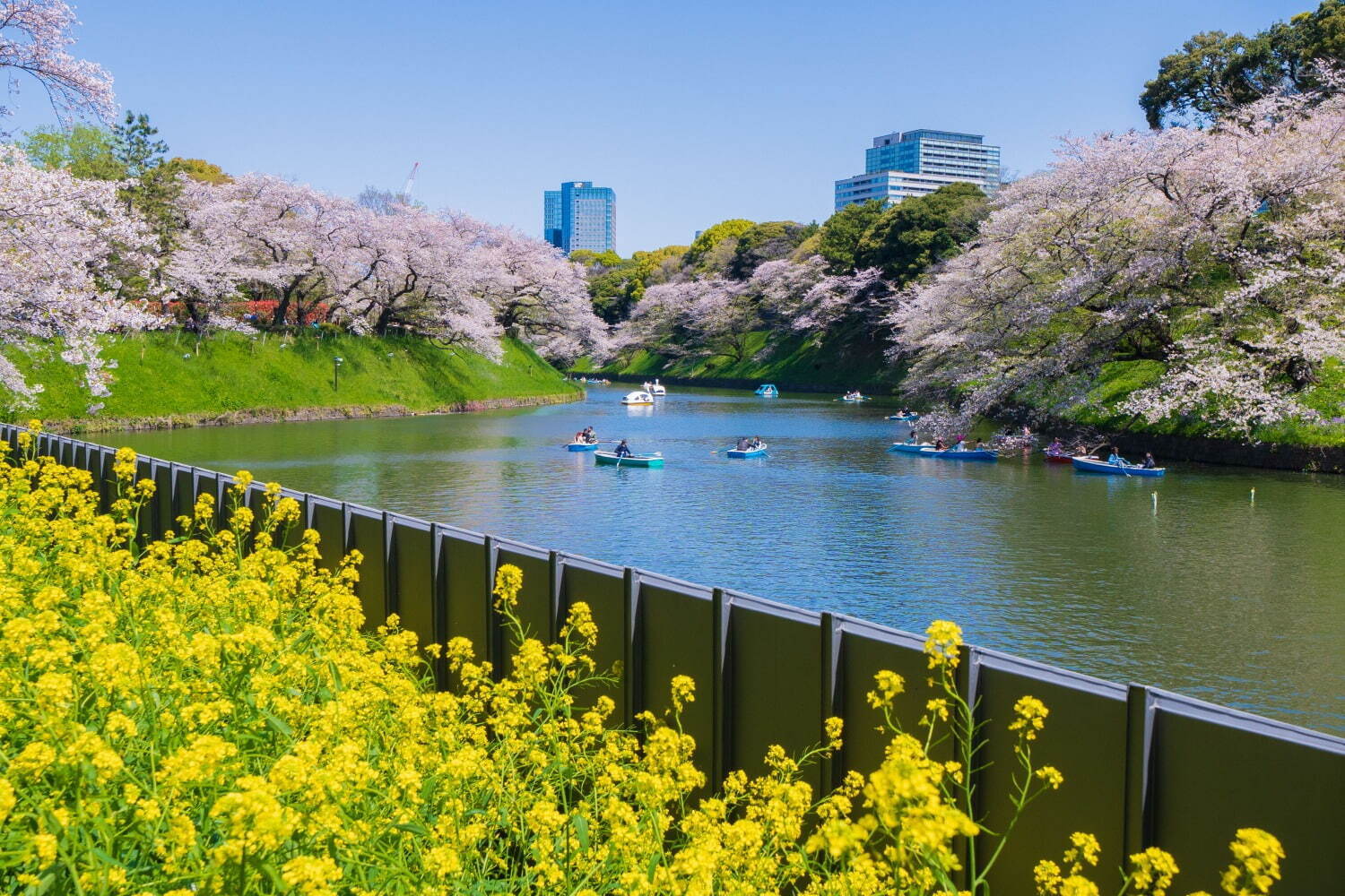 千鳥ヶ淵緑道 - 写真5