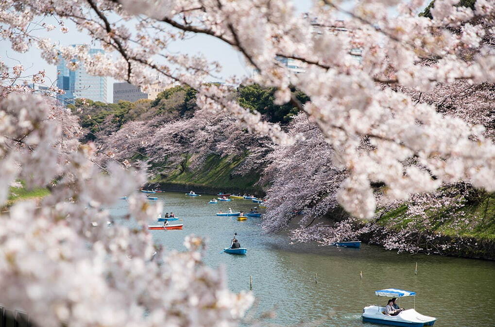 千鳥ヶ淵緑道 - 写真2