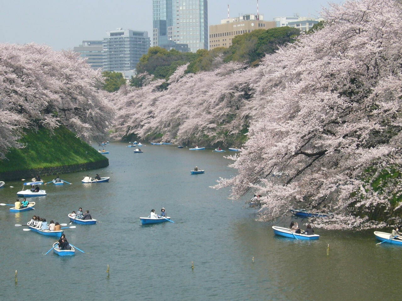 【東京都】千鳥ヶ淵緑道の桜