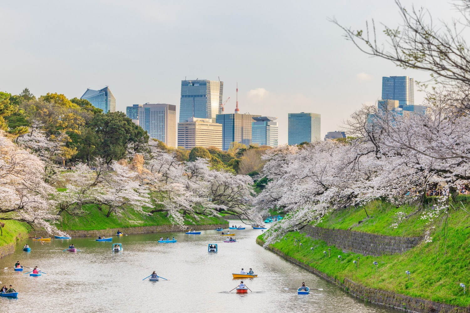 千鳥ヶ淵緑道 - 写真3