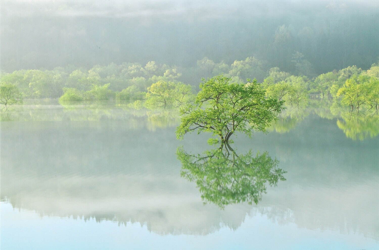 白川湖の水没林 画像1枚目