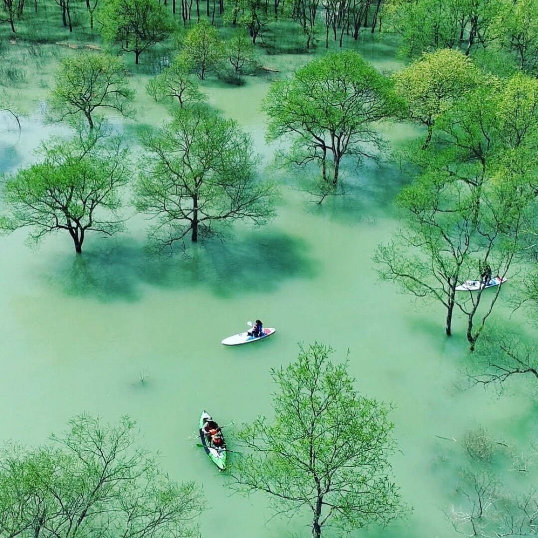 白川湖の水没林 - 写真3