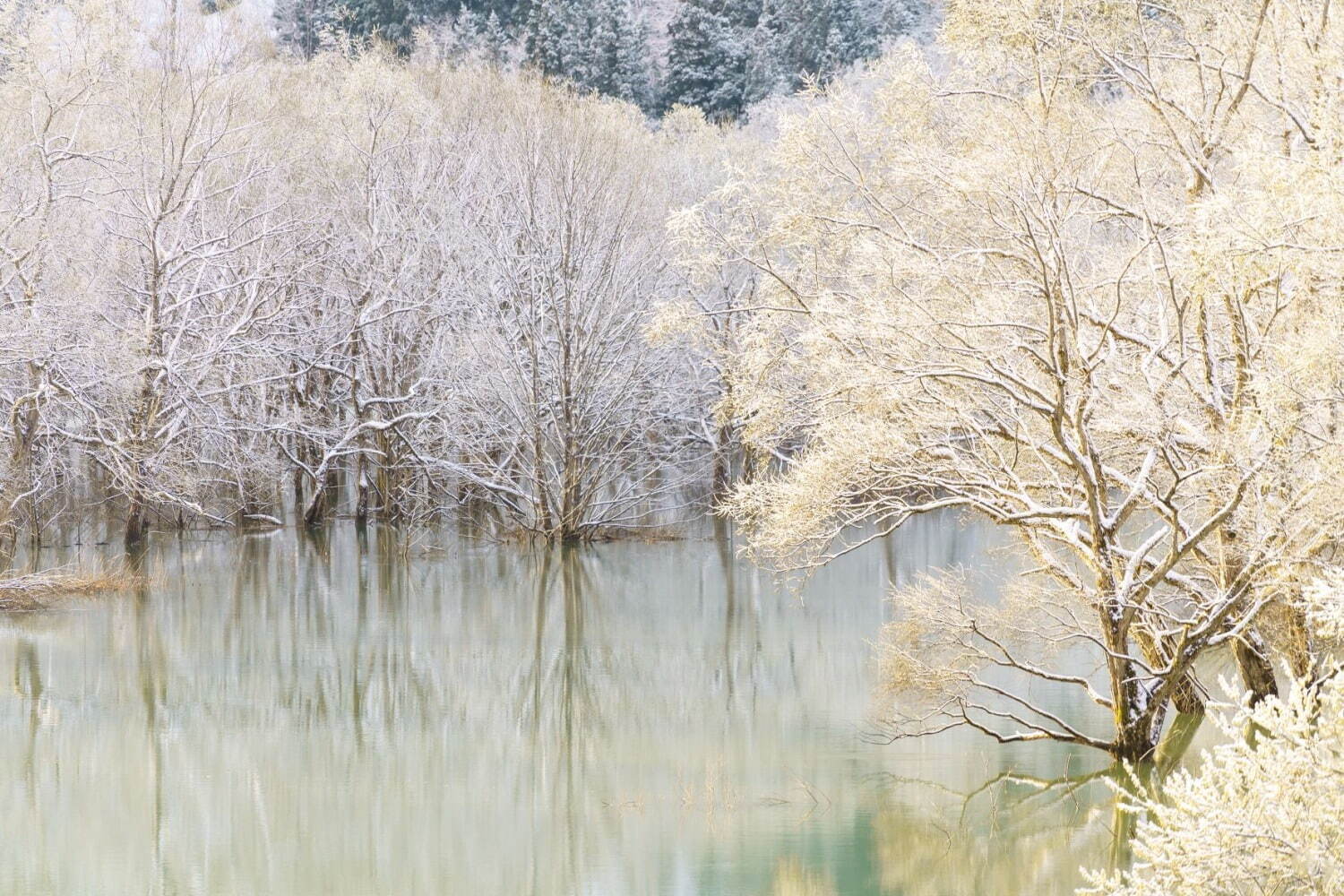 白川湖の水没林 - 写真4