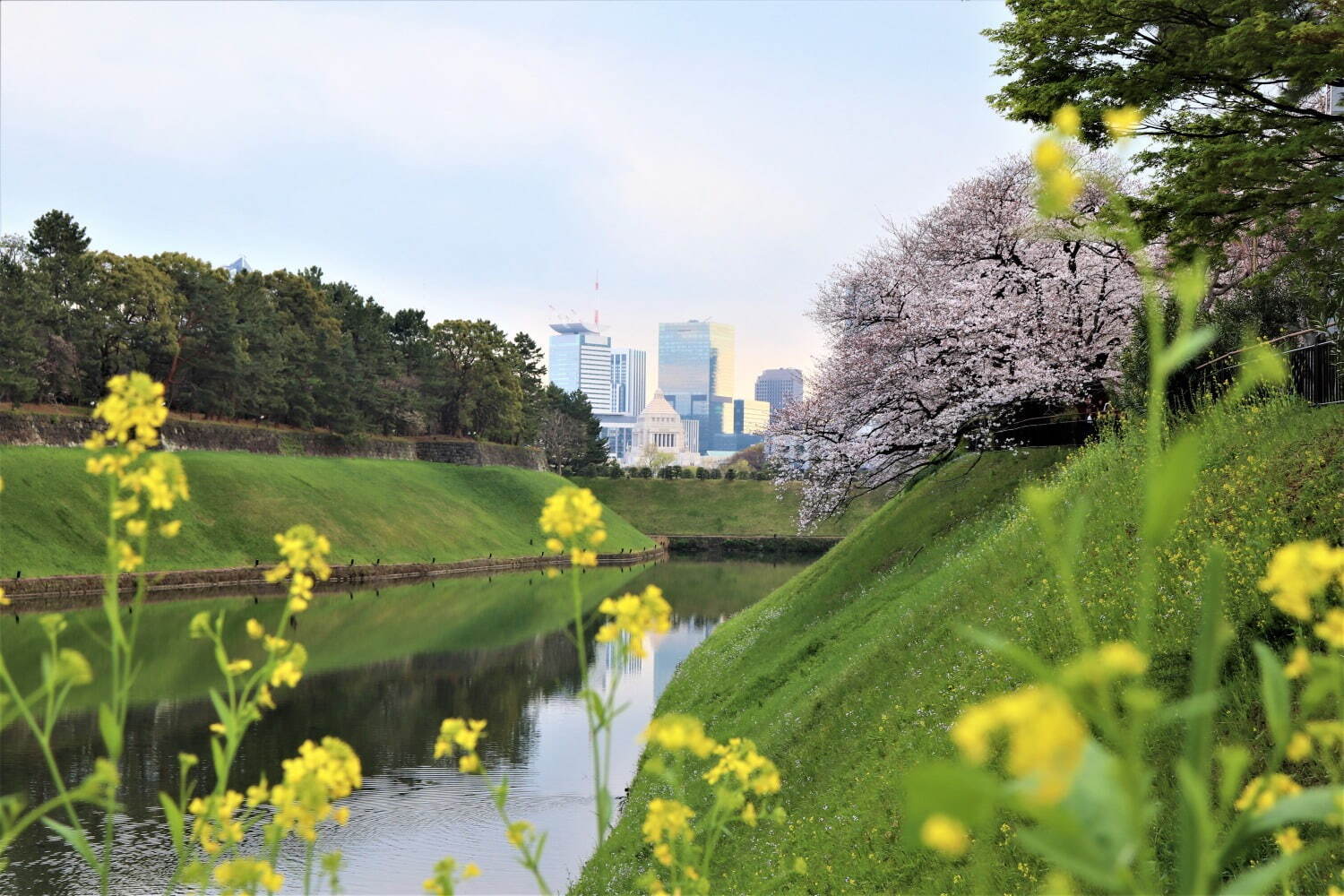 千鳥ヶ淵公園 - 写真4