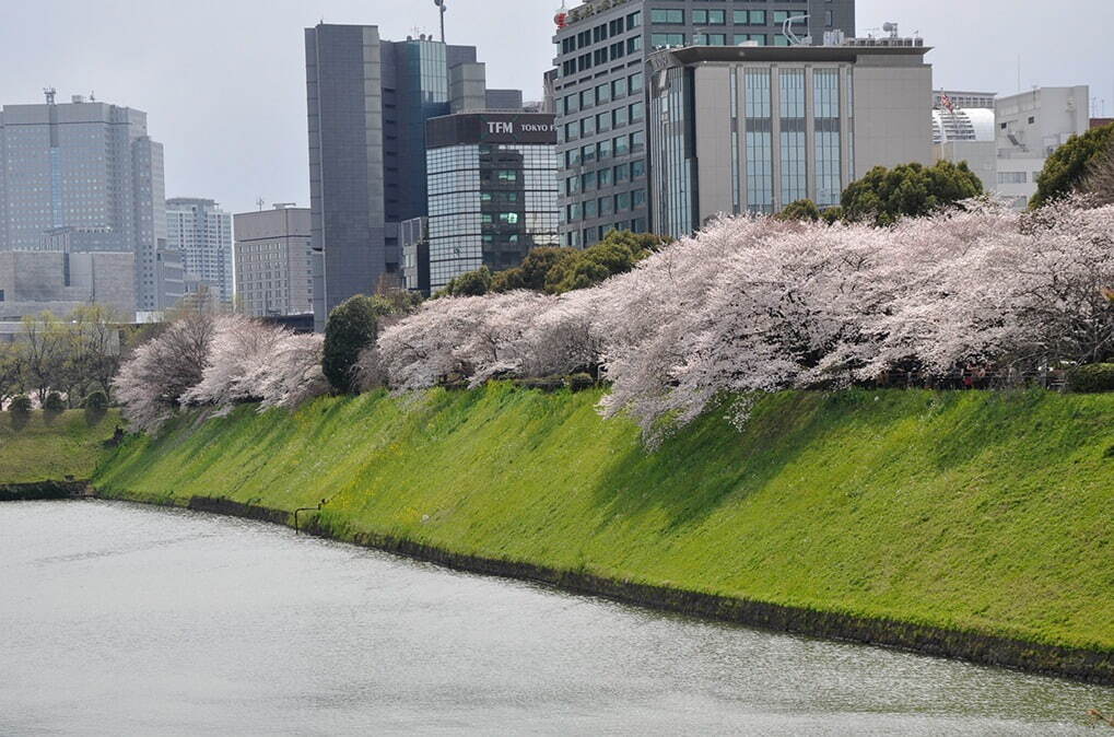 千鳥ヶ淵公園 - 写真2