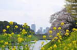 千鳥ヶ淵公園 画像1枚目