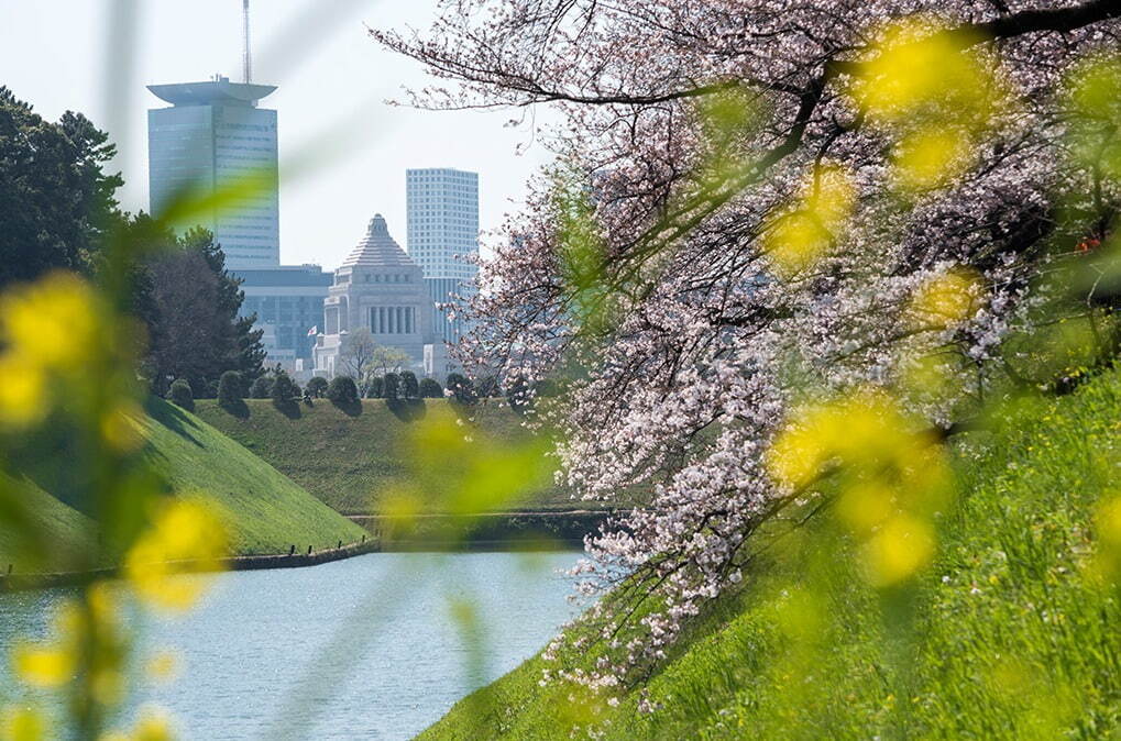 千鳥ヶ淵公園 - 写真3