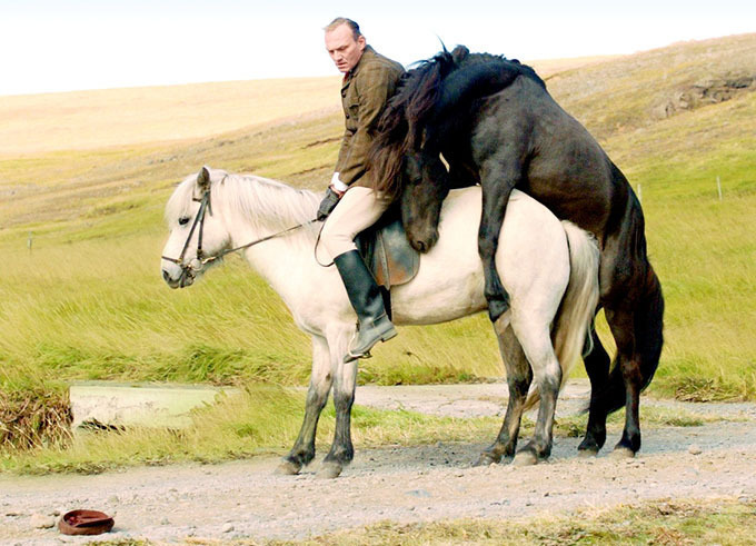 “馬の視点で描く”前代未聞のアイスランド映画『馬々と人間たち』公開決定 | 写真