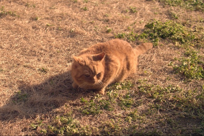 ねことじいちゃん - 写真9