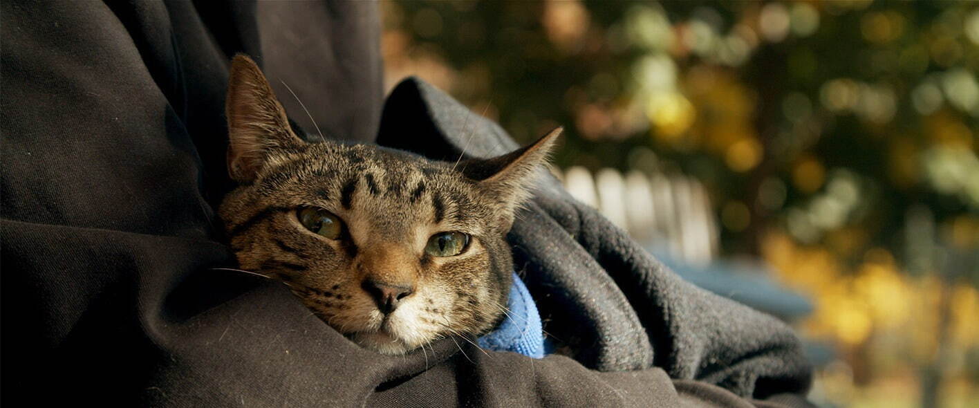 猫と、とうさん - 写真7