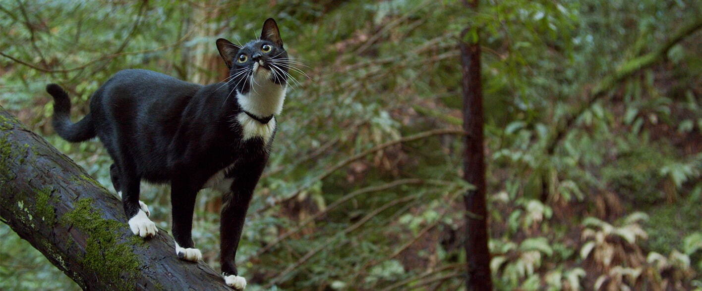 猫と、とうさん - 写真12