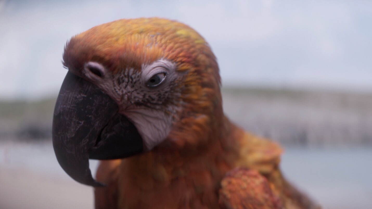 終わりの鳥 - 写真4