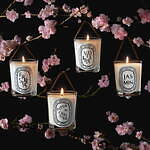 ディプティック“夜桜の香り”春限定フレグランスキャンドル、ローズ 