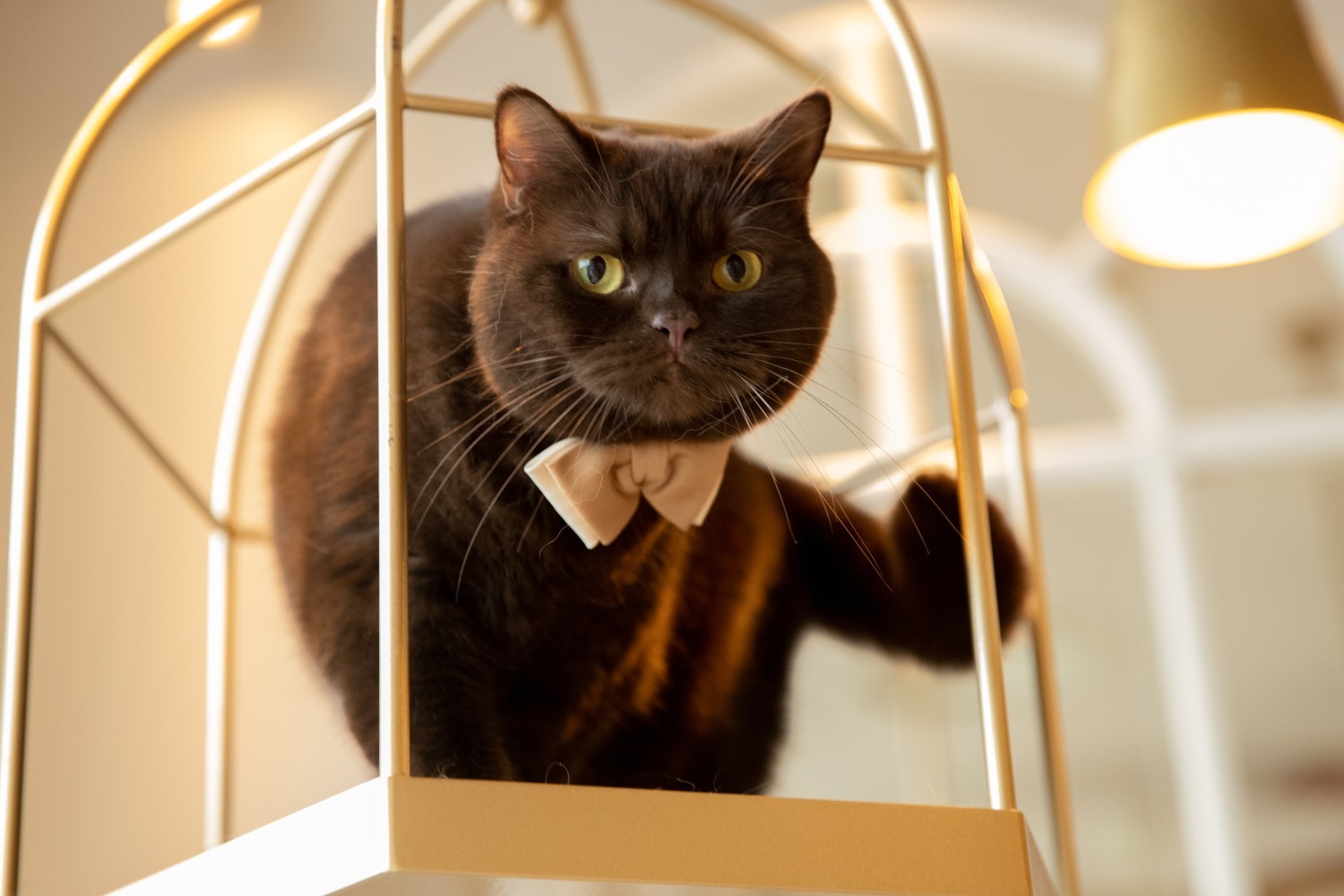 ジラフ人気ネクタイが“ネコ用”に、飼い主とお揃いで楽しむ