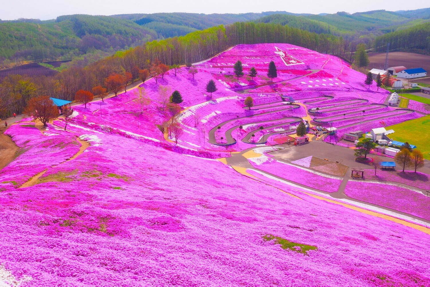 【全国の花見イベント2023】東京＆観光地のおすすめ公園など、桜の名所～フラワーガーデンまで｜写真18