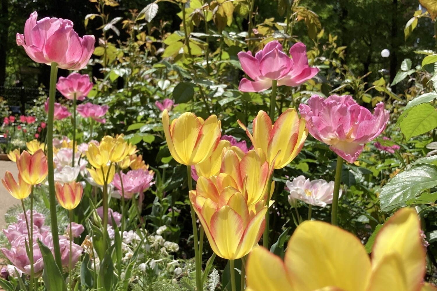 【全国の花見イベント2023】東京＆観光地のおすすめ公園など、桜の名所～フラワーガーデンまで｜写真1