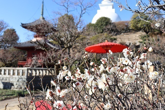 【全国の花見イベント2023】東京＆観光地のおすすめ公園など、桜の名所～フラワーガーデンまで｜写真7
