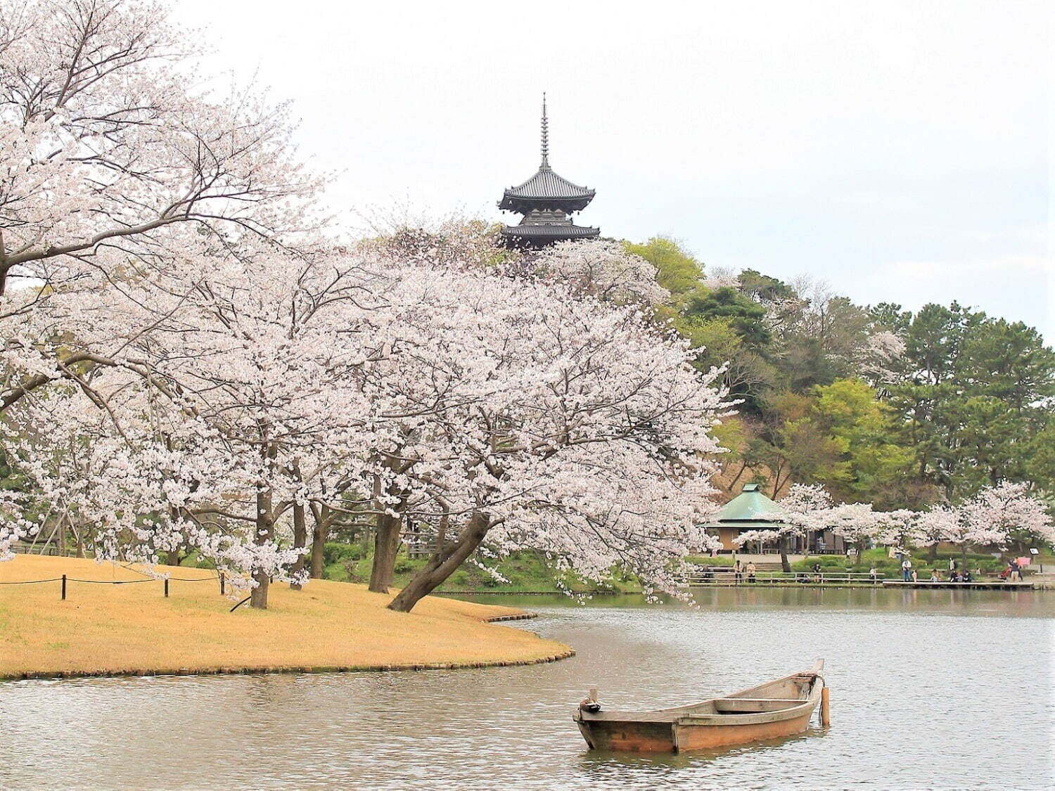 【全国の花見イベント2023】東京＆観光地のおすすめ公園など、桜の名所～フラワーガーデンまで｜写真6