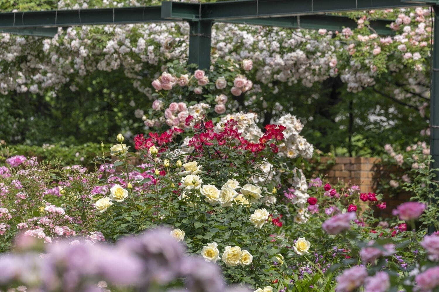 【全国の花見イベント2023】東京＆観光地のおすすめ公園など、桜の名所～フラワーガーデンまで｜写真11