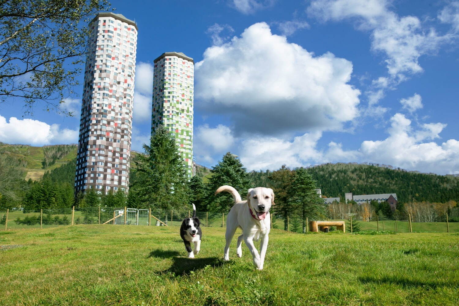 星野リゾート トマムに“犬が雲の上を走る！？”「雲海テラスドッグラン」誕生、犬用クッキーなども｜写真7