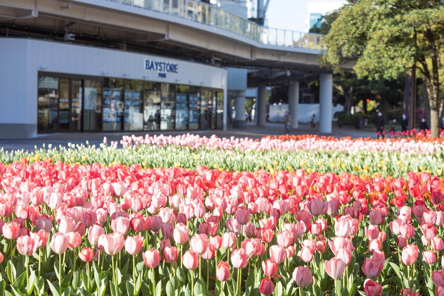 「ガーデンネックレス横浜 2023」リレー式に開花する桜やバラが横浜を彩るフラワーイベント｜写真6