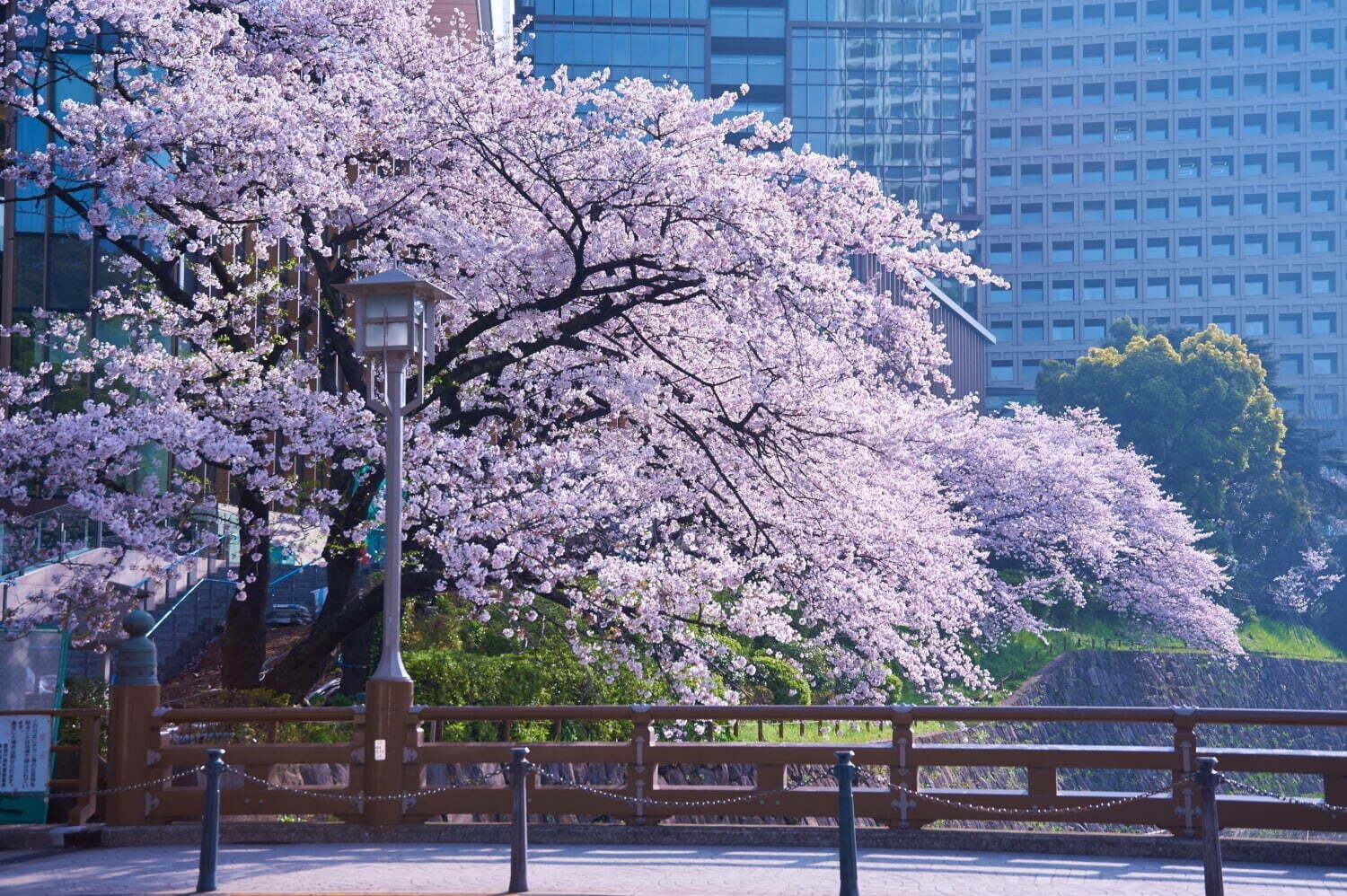 【関東の花見イベント2023】ドライブにもおすすめ！桜名所～公園まで東京＆横浜の花見スポット｜写真12