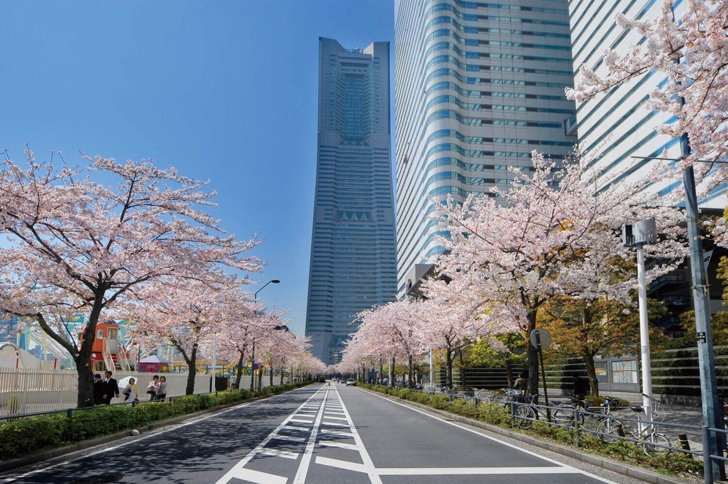 【関東の花見イベント2023】ドライブにもおすすめ！桜名所～公園まで東京＆横浜の花見スポット｜写真13