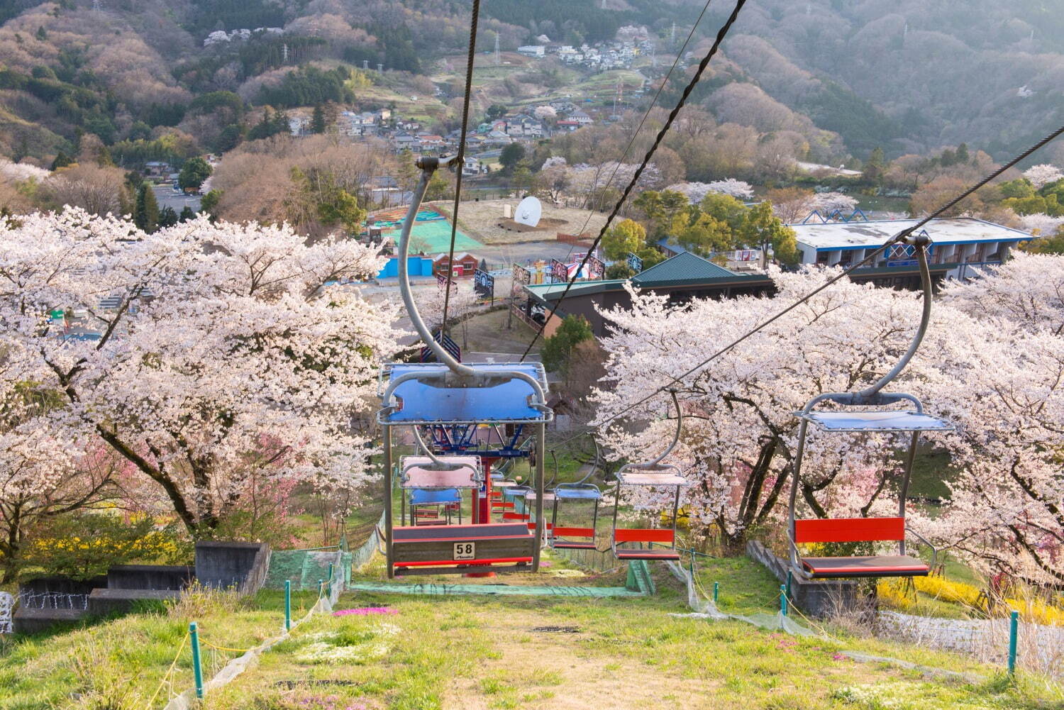 「さがみ湖桜まつり」2,500本の桜を楽しむ“空中お花見”、夜桜×すみっコぐらしイルミネーションも｜写真2