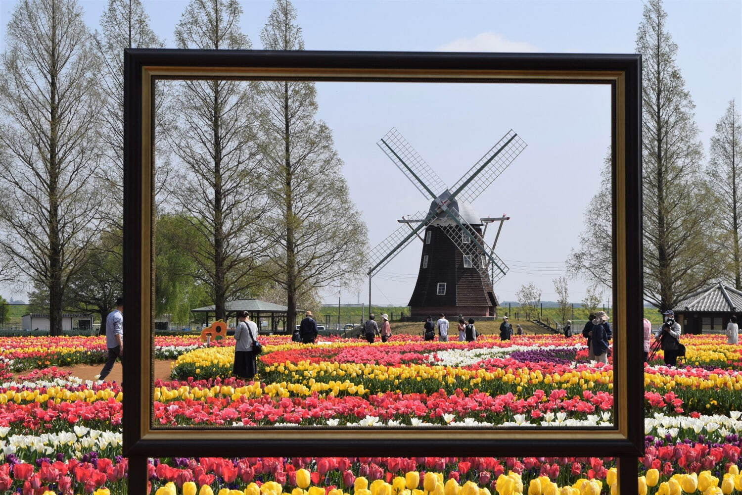 約16万球のチューリップ畑＆桜が満開の「スプリングウィーク」千葉・あけぼの山農業公園で｜写真18