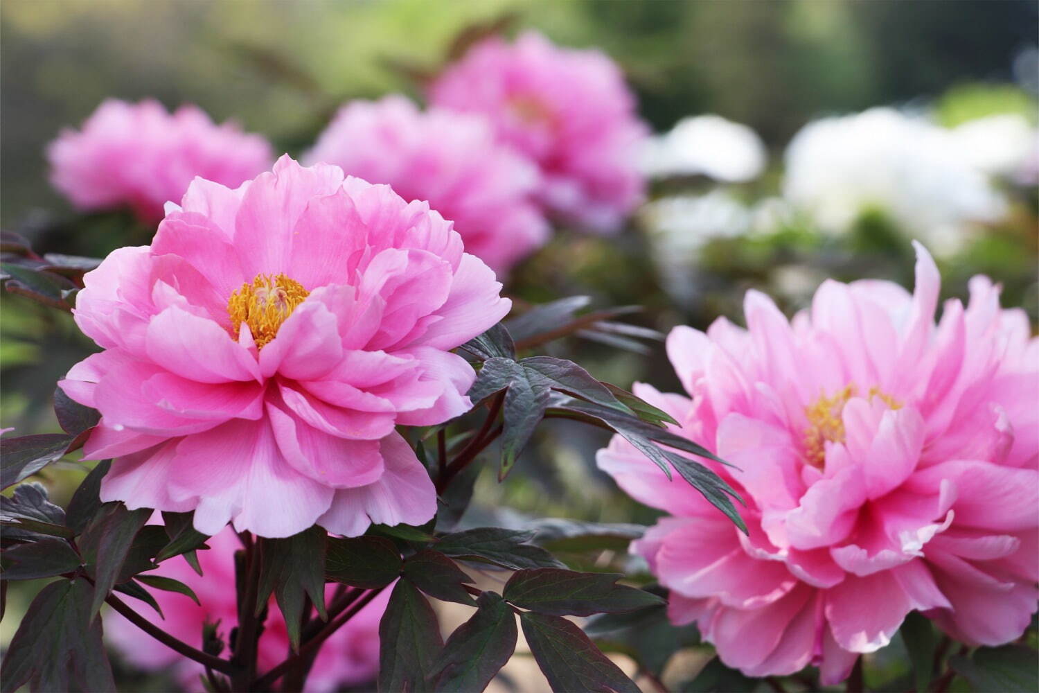 希少種含む約150種の「ぼたんの花」が4月下旬より見頃に、埼玉・東松山ぼたん園で｜写真4