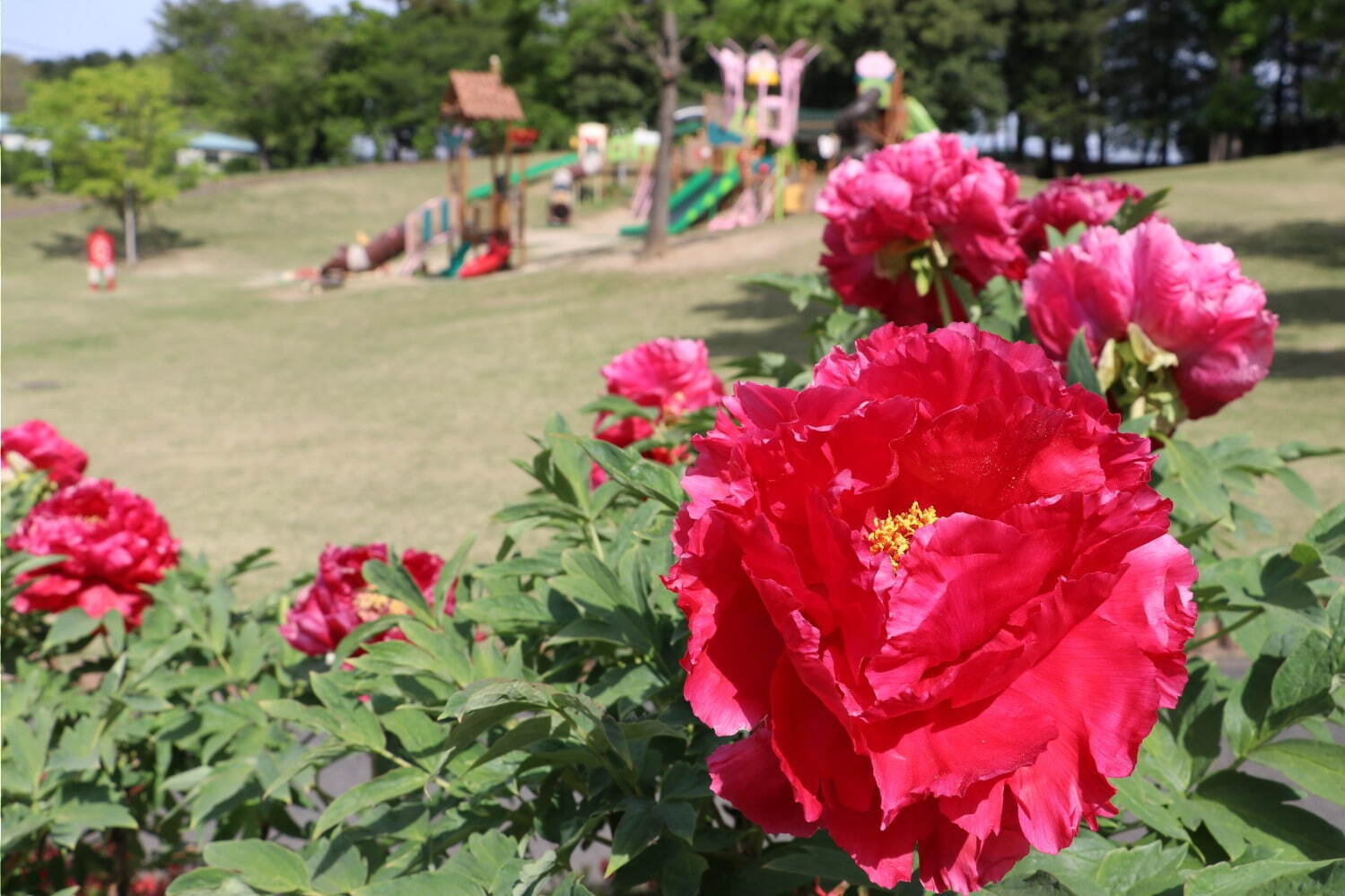 希少種含む約150種の「ぼたんの花」が4月下旬より見頃に、埼玉・東松山ぼたん園で｜写真8