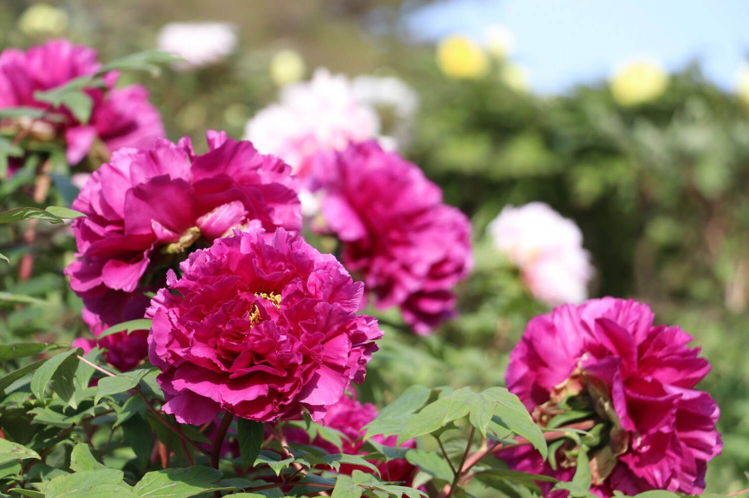 希少種含む約150種の「ぼたんの花」が4月下旬より見頃に、埼玉・東松山ぼたん園で｜写真5