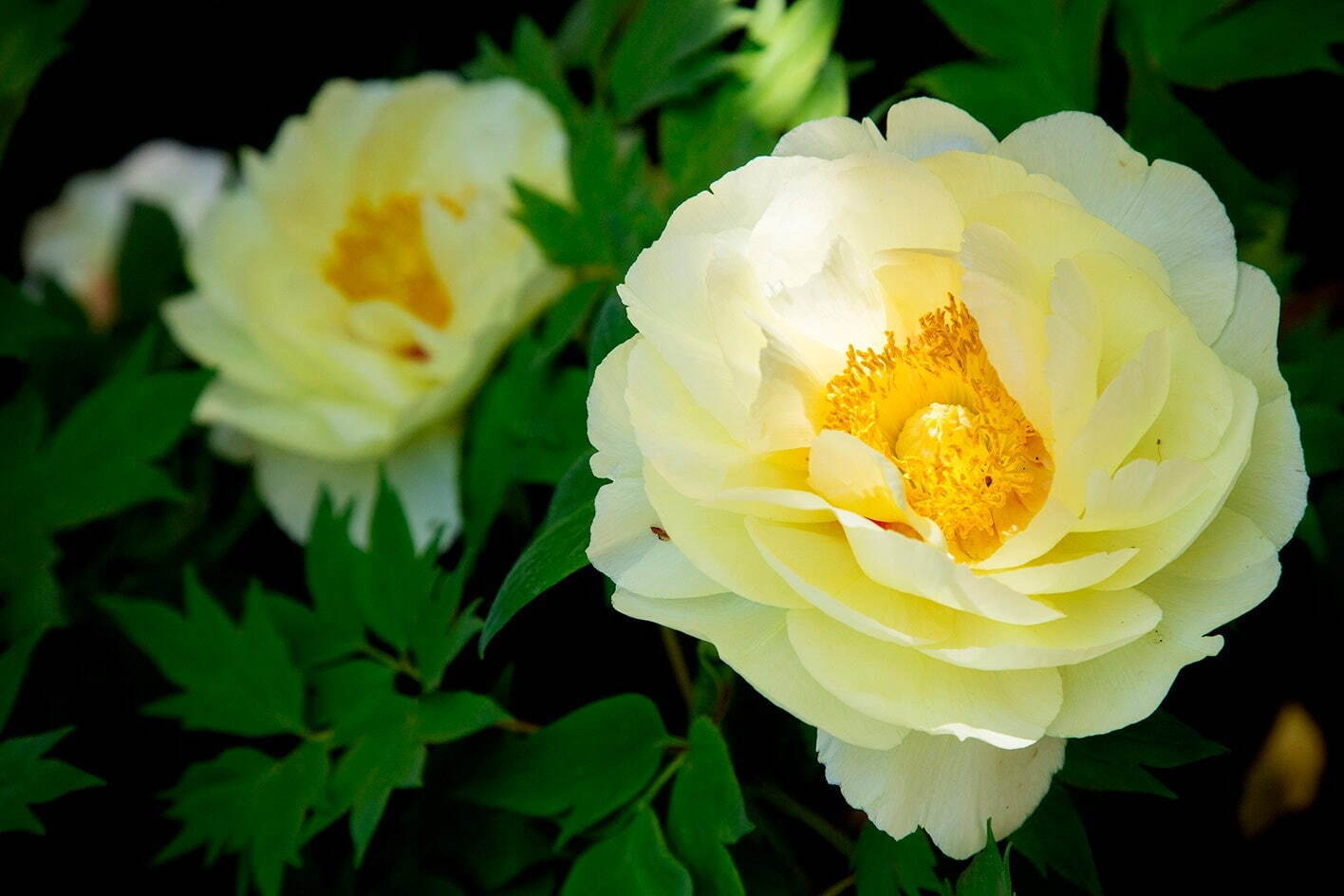 上野東照宮で「春のぼたん祭」開催、全110種500株以上のぼたんが開花｜写真4