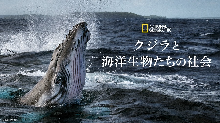 “海”テーマの体験型イベントが横浜で、ドキュメンタリー上映＆海の生き物のアート作品展示など｜写真5