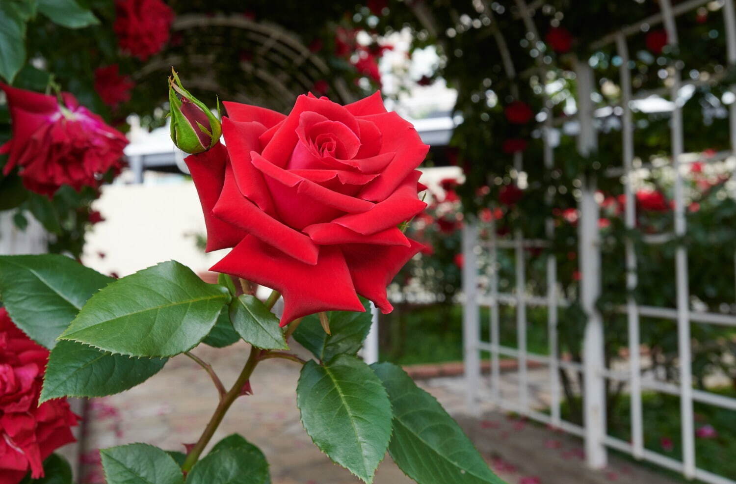 ホテルニューオータニ(東京)「レッドローズガーデン」バラ3万輪が咲く秘密の花園でアフタヌーンティーも｜写真8