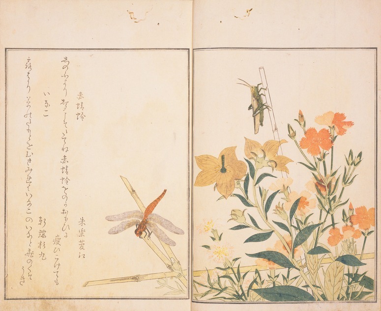 喜多川歌麿『画本虫撰』(部分) 二冊うち下 店名8年(1788) 千葉市美術館［全期間展示］※ただし場面替えあり