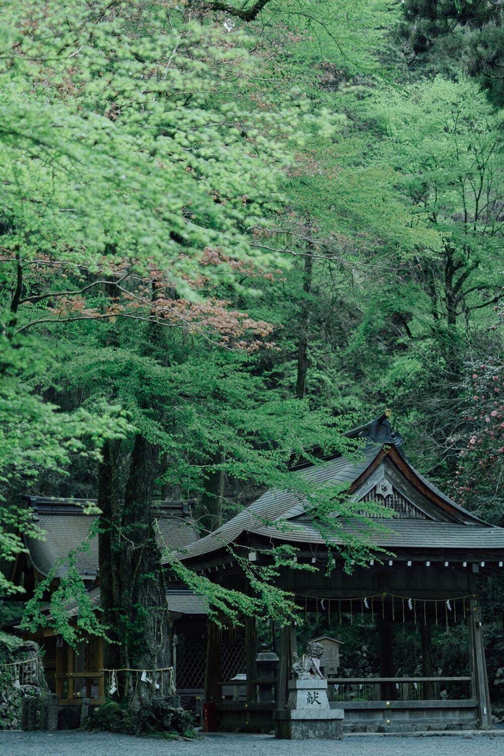 京都「貴船神社」の新緑ライトアップ、3000本の青もみじに包まれる“縁結びの神社”｜写真4