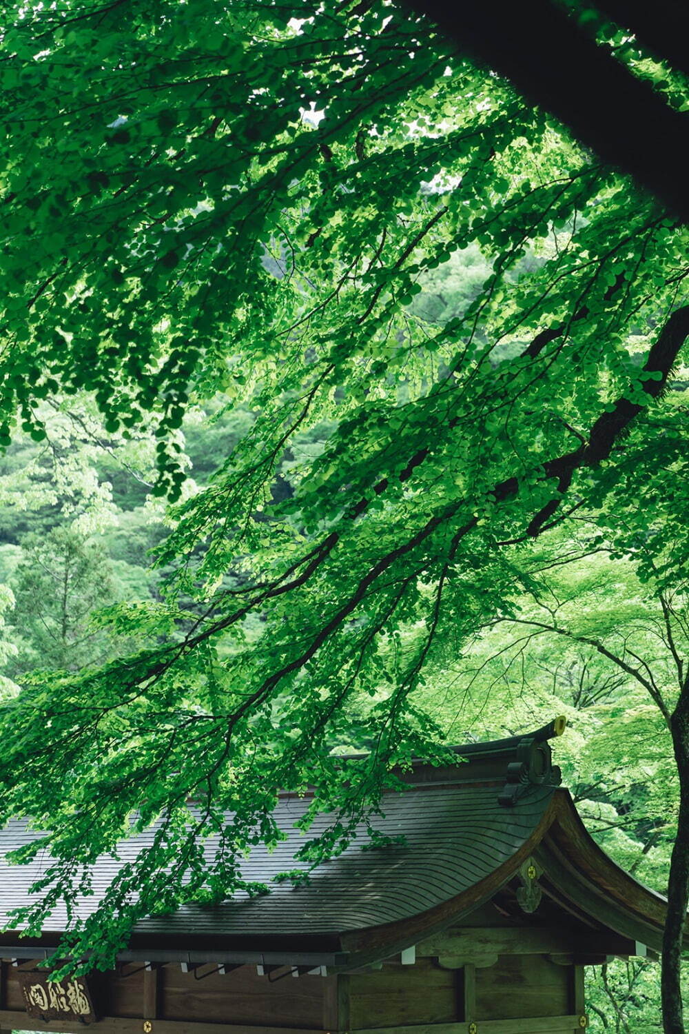 京都「貴船神社」の新緑ライトアップ、3000本の青もみじに包まれる“縁結びの神社”｜写真2