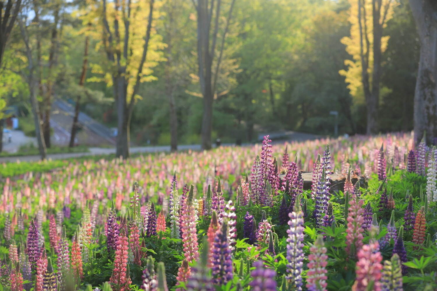 紫やピンクの幻想的な「ルピナス」約4万本が咲く花畑、埼玉・国営武蔵丘陵森林公園で｜写真2