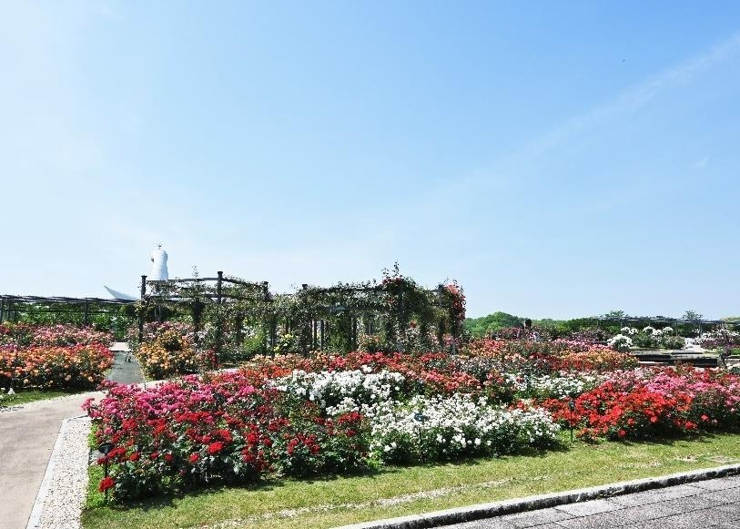 大阪・万博記念公園「春のローズフェスタ」約2,400株の春バラに包まれる“花と香り”の空間｜写真5