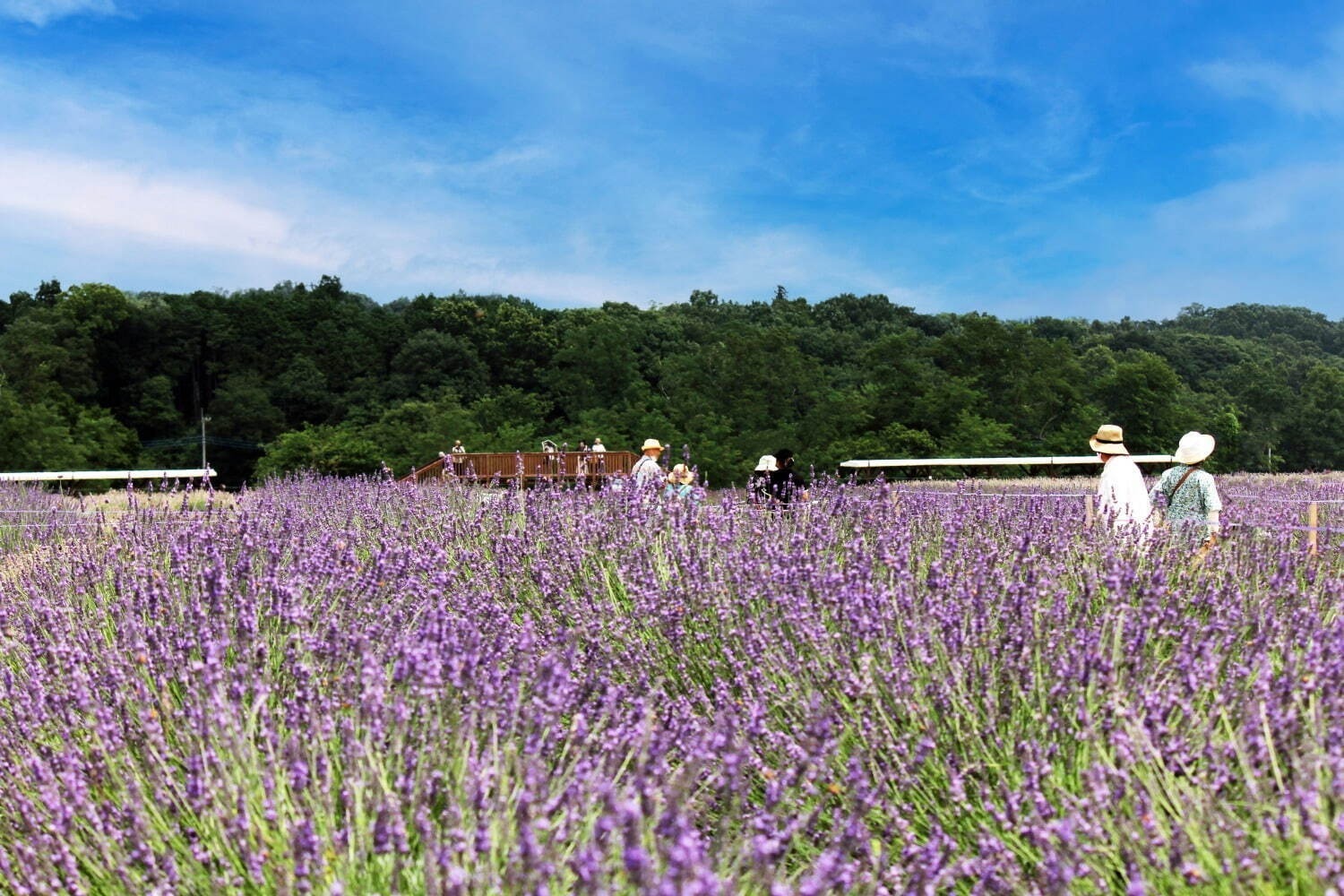 【全国の夏イベント2023】関東＆関西のお出かけスポット特集、グルメフェス・夏祭り・花火大会など｜写真18