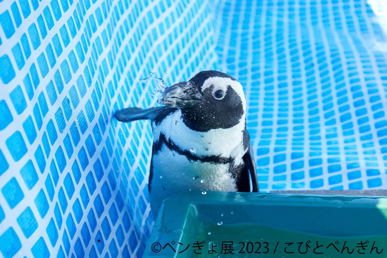 ぺんぎょ展」“ペンギン×金魚”納涼アートが一堂に会す写真展＆物販展