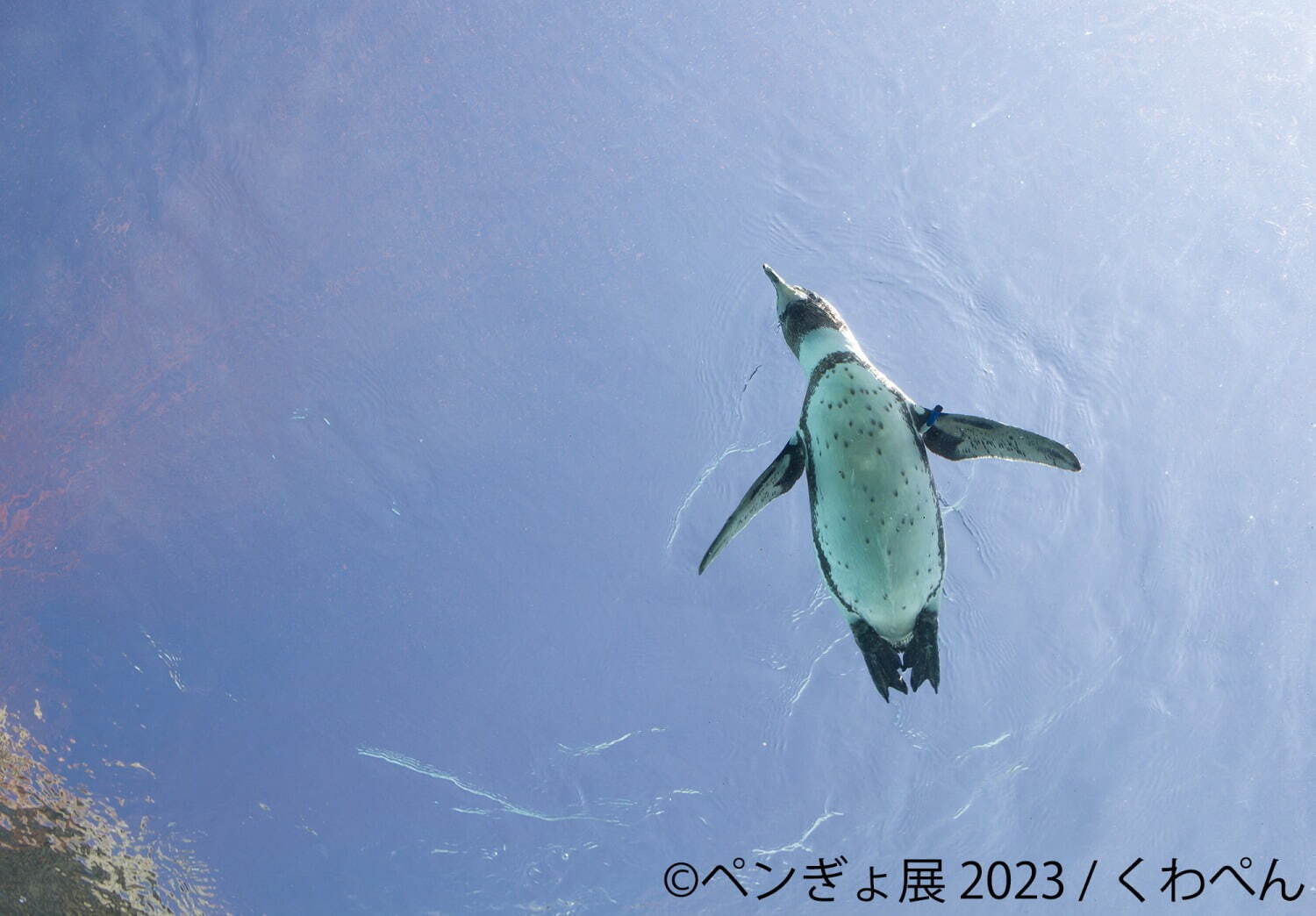 ぺんぎょ展」“ペンギン×金魚”納涼アートが一堂に会す写真展＆物販展