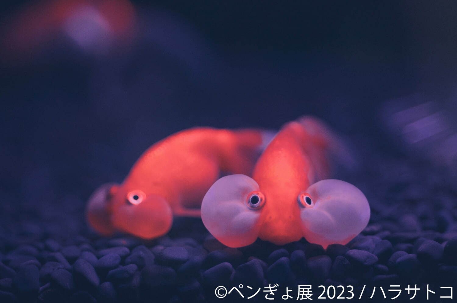 「ぺんぎょ展」“ペンギン×金魚”納涼アートが一堂に会す写真展＆物販展、東京・浅草で｜写真8