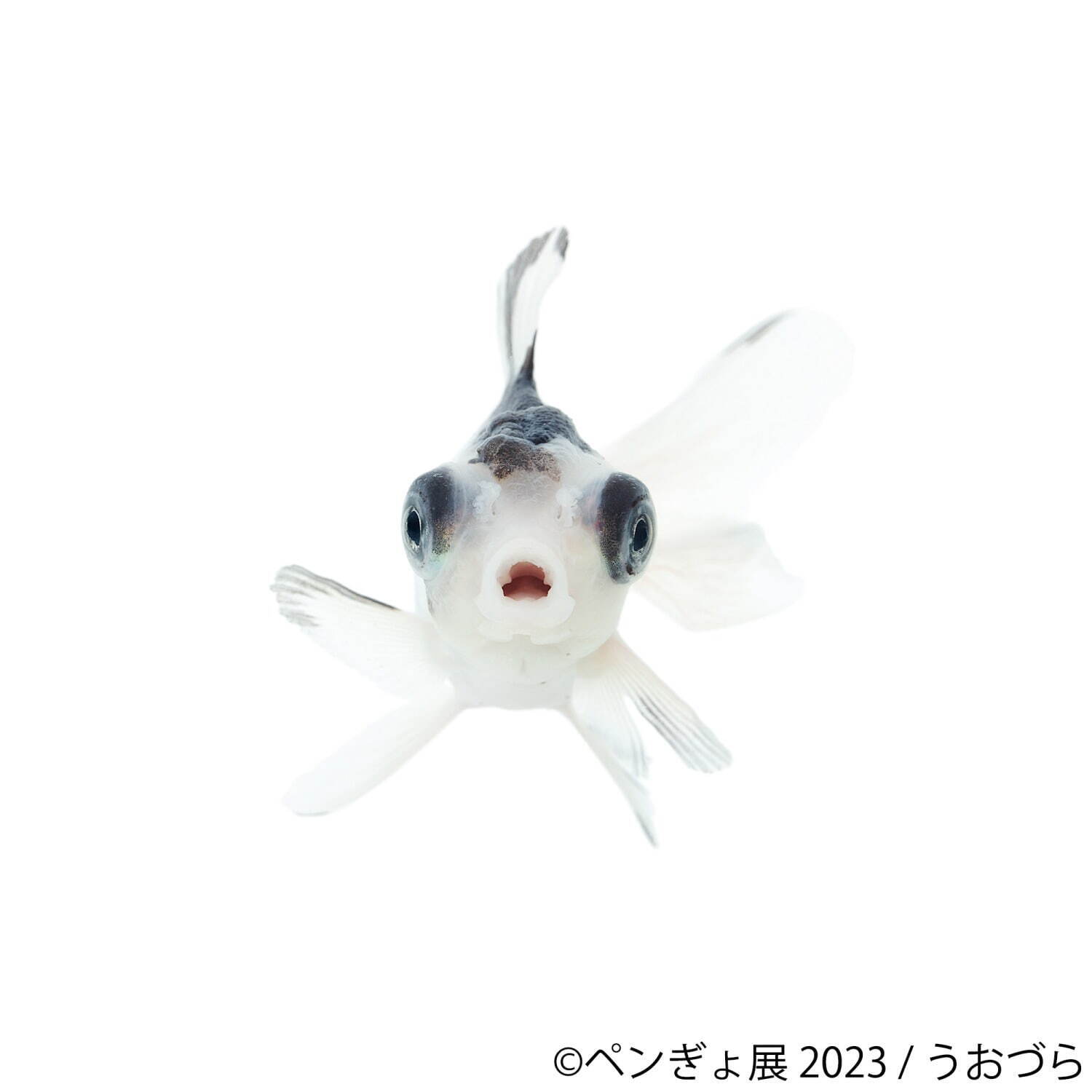 「ぺんぎょ展」“ペンギン×金魚”納涼アートが一堂に会す写真展＆物販展、東京・浅草で｜写真7