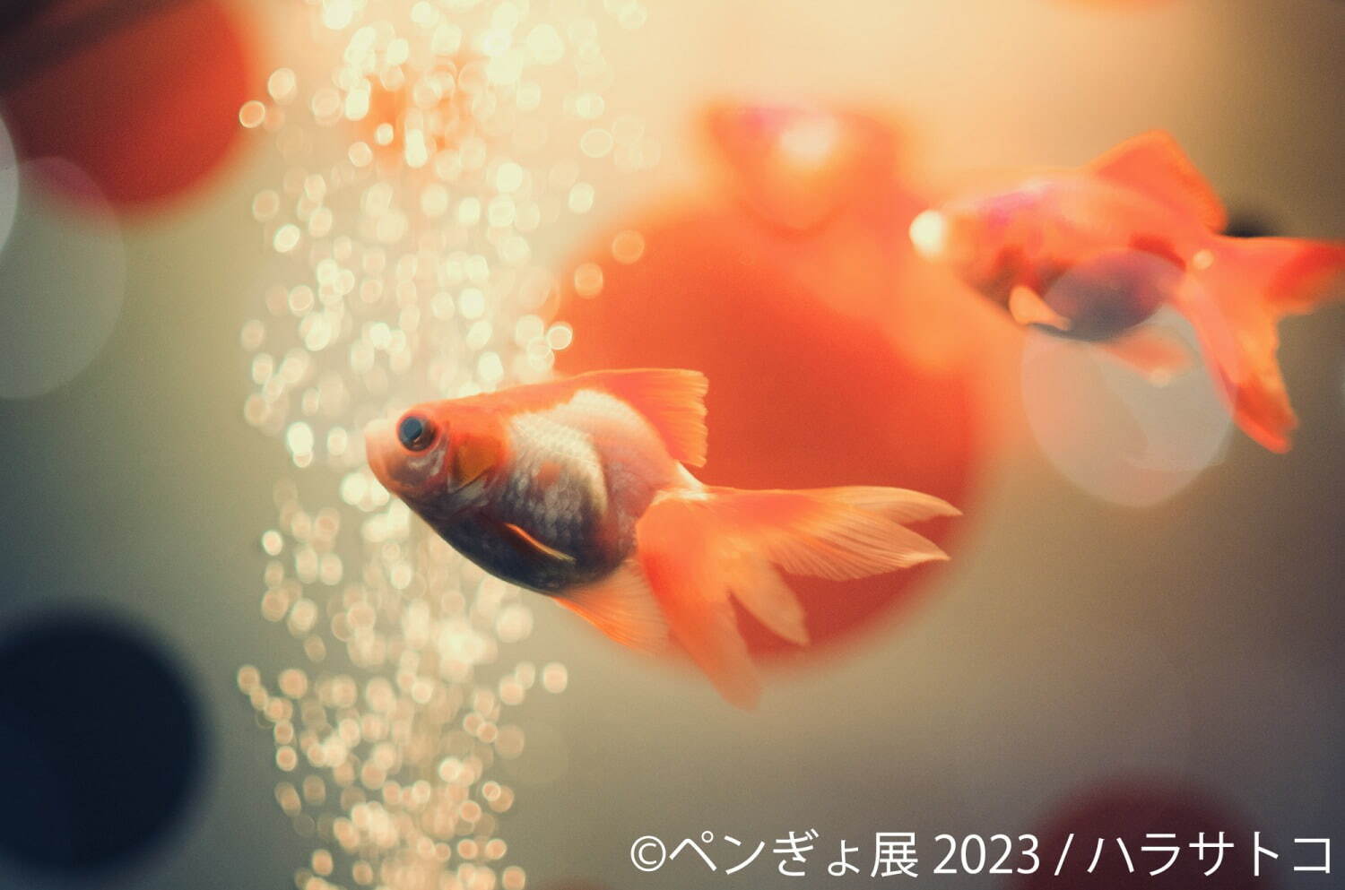 「ぺんぎょ展」“ペンギン×金魚”納涼アートが一堂に会す写真展＆物販展、東京・浅草で｜写真2