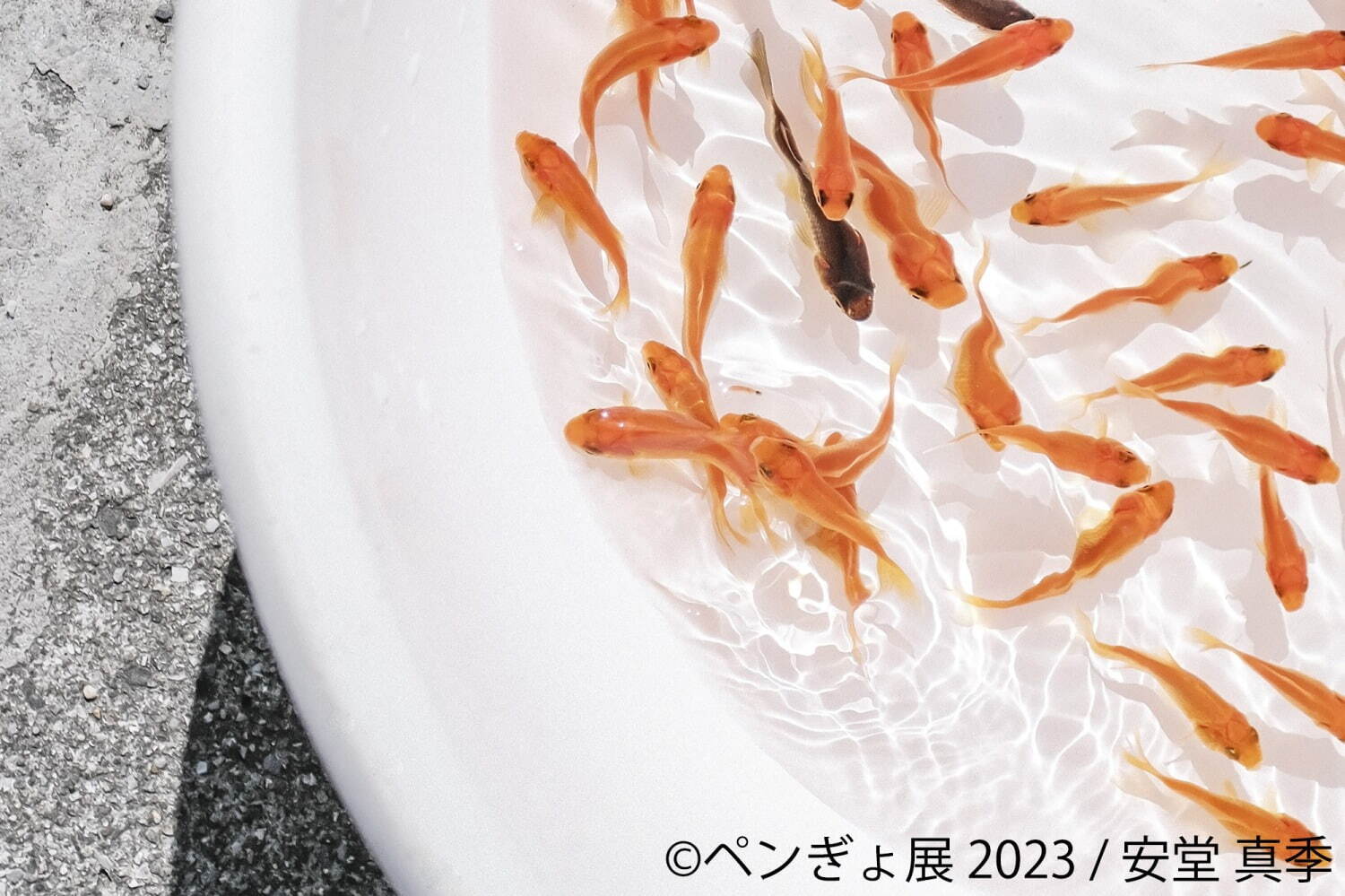 「ぺんぎょ展」“ペンギン×金魚”納涼アートが一堂に会す写真展＆物販展、東京・浅草で｜写真9