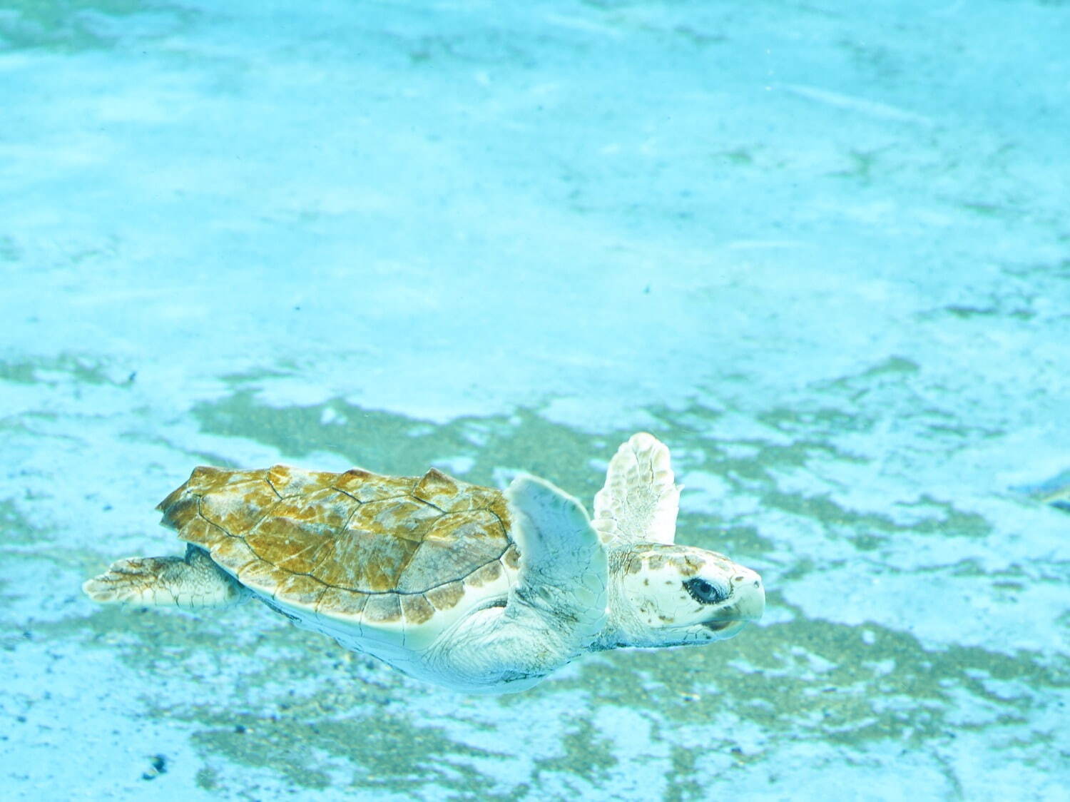 「神戸須磨シーワールド」須磨海浜水族園跡地に開業、西日本唯一のシャチ展示！パフォーマンスや学ぶゾーン｜写真43